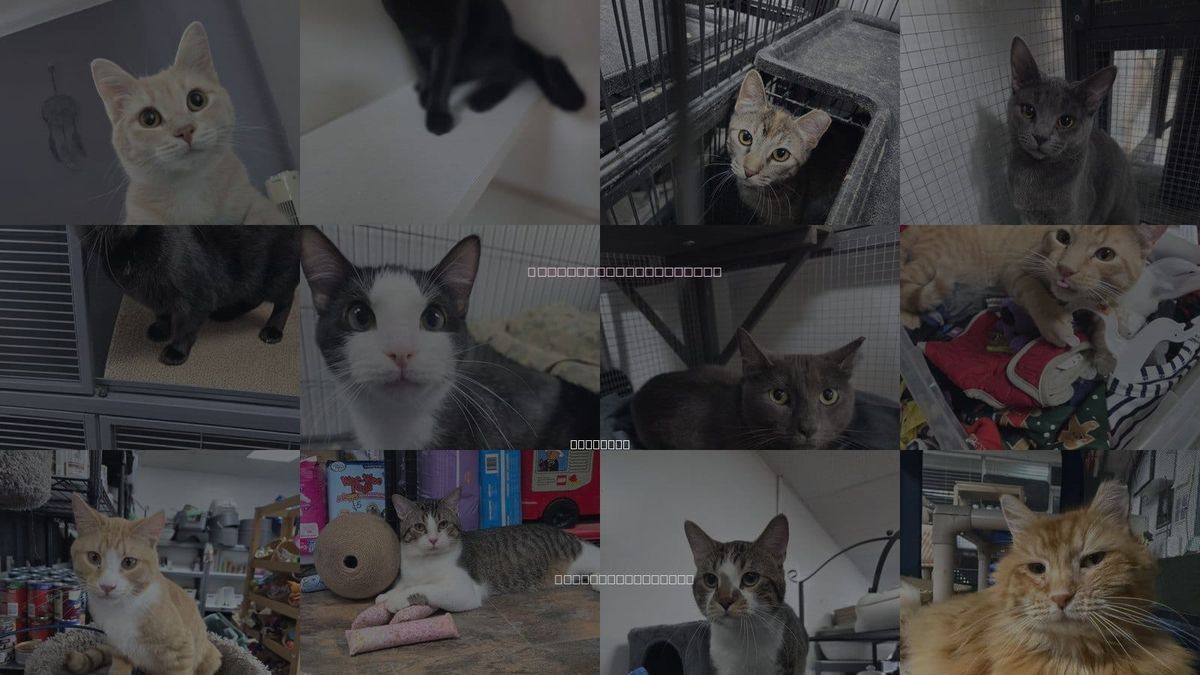 Cats for Adoption in St. Ann, Missouri