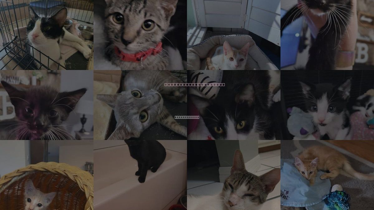 Cats for Adoption in St Augustine, Florida