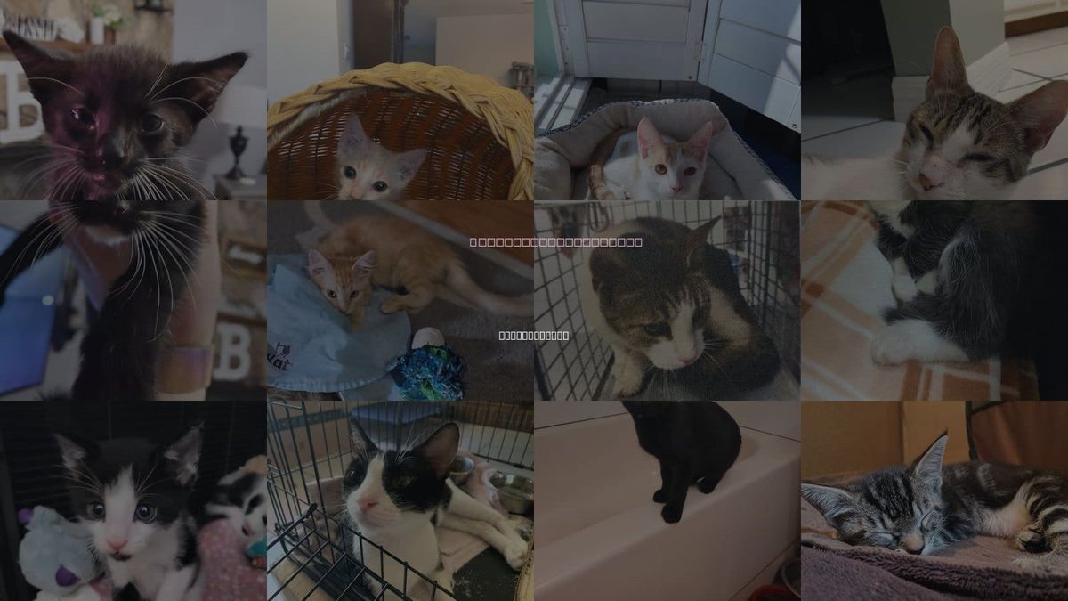 Cats for Adoption in St Augustine, Florida