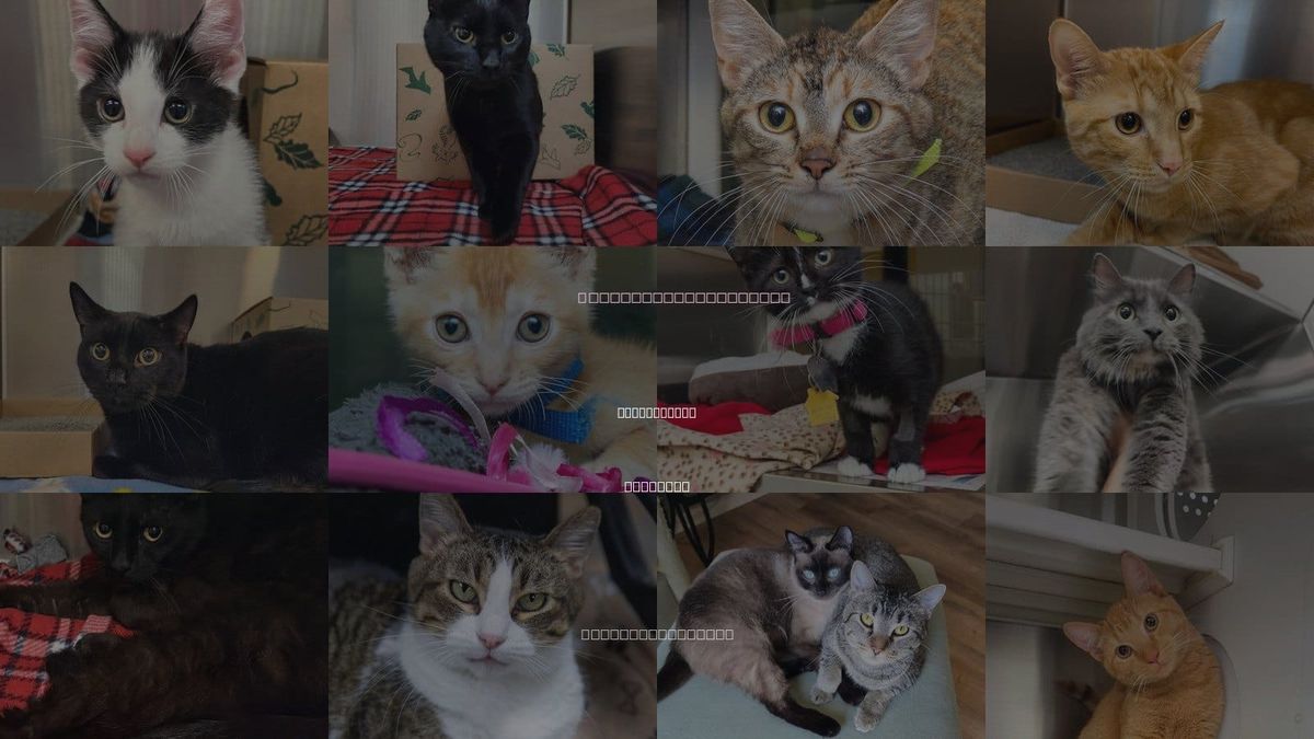 Cats for Adoption in St. Charles, Missouri