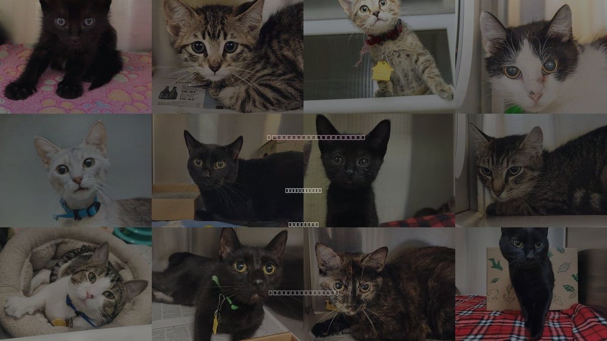 Cats for Adoption in St. Charles, Missouri