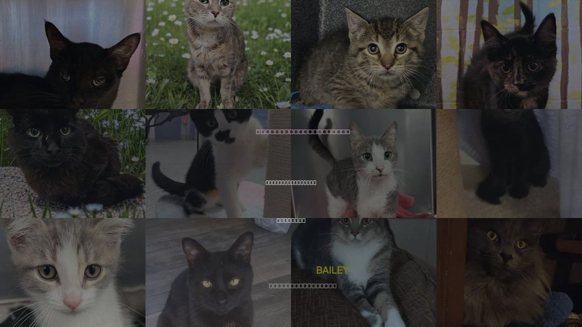Cats for Adoption in St. Clair Shores, Michigan