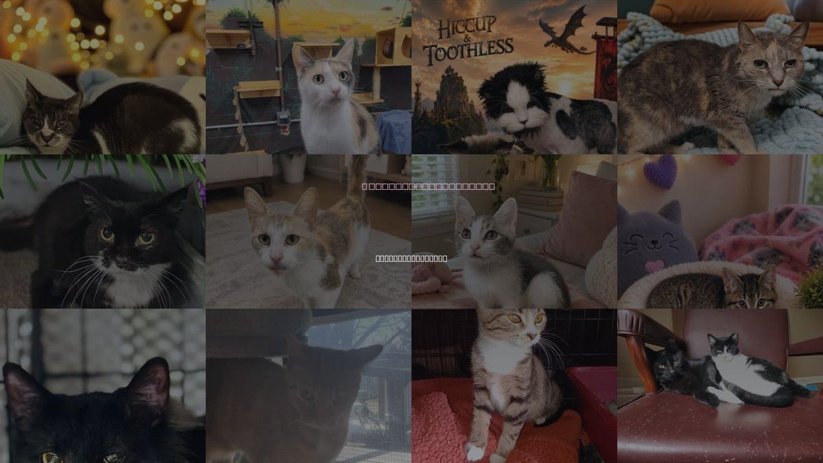 Cats for Adoption in St. Clair Shores, Michigan