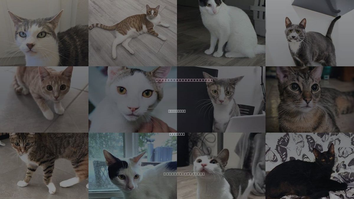 Cats for Adoption in St. Cloud, Florida