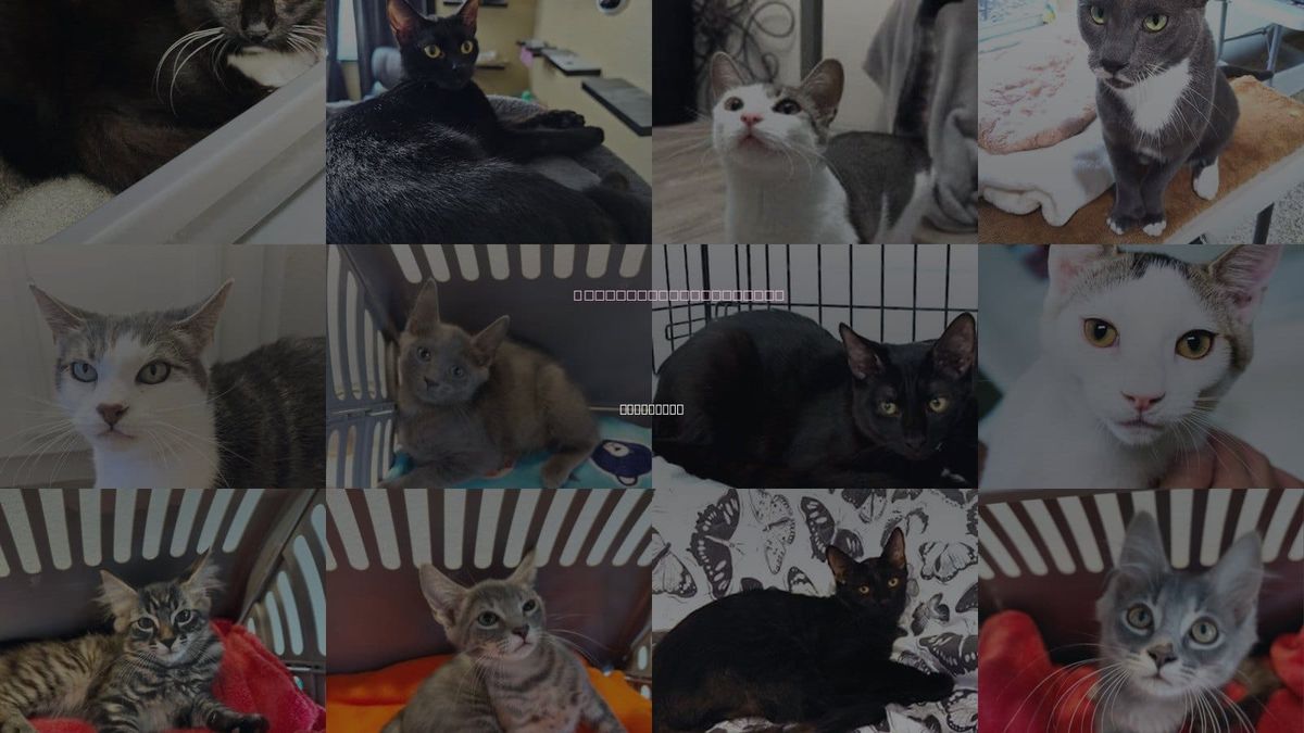 Cats for Adoption in St. Cloud, Florida
