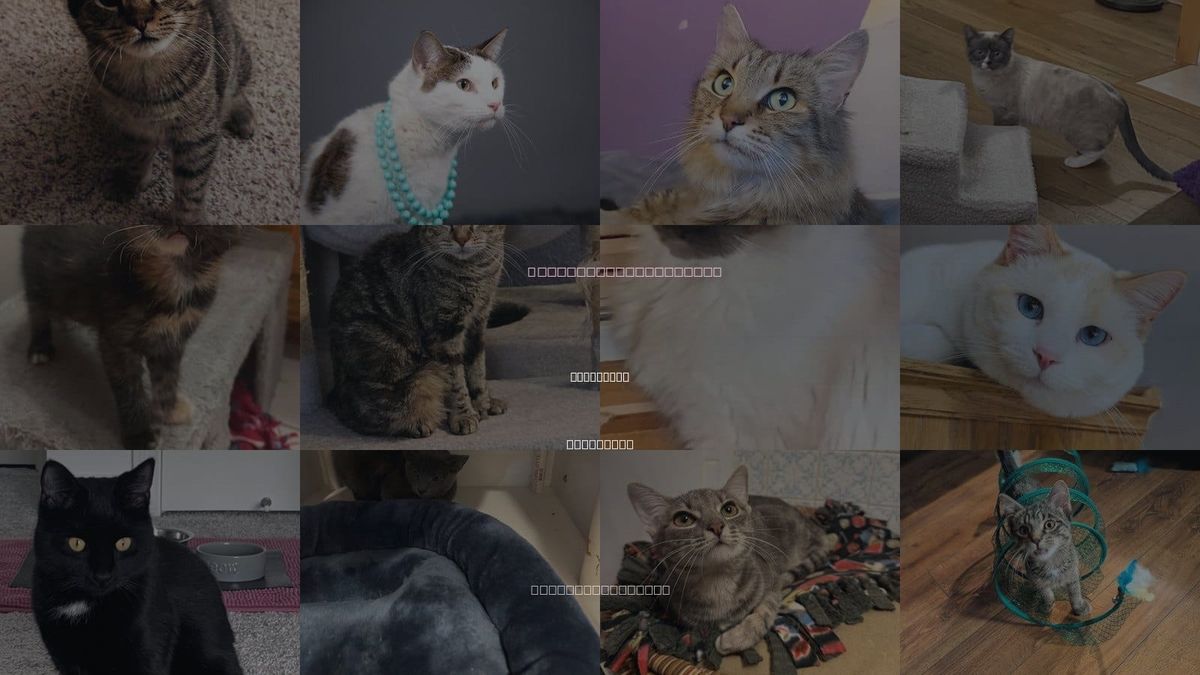 Cats for Adoption in St. Cloud, Minnesota