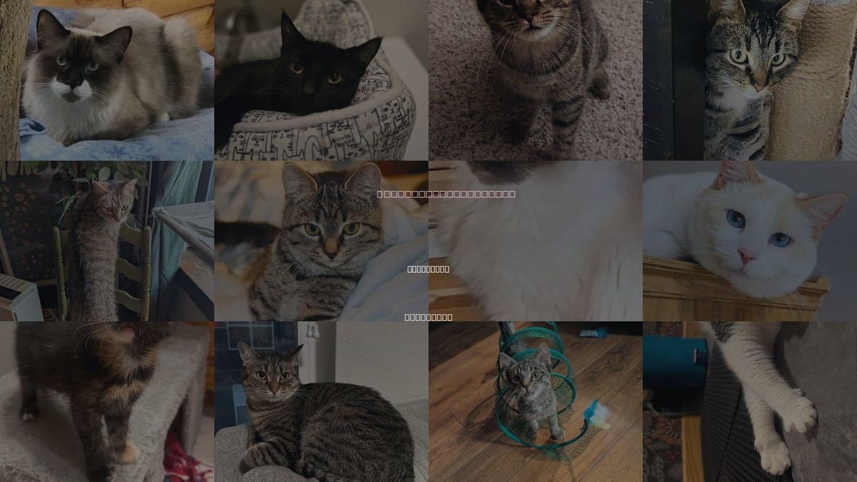 Cats for Adoption in St. Cloud, Minnesota