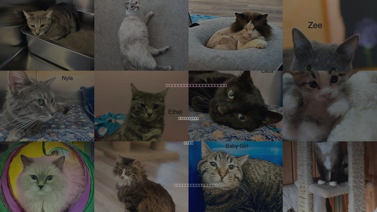 Cats for Adoption in St. George, Utah