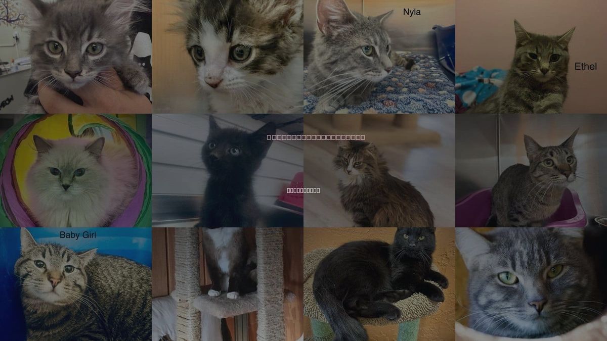 Cats for Adoption in St. George, Utah