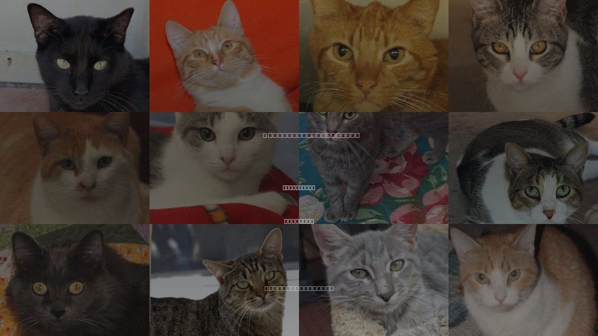 Cats for Adoption in St. Joseph, Missouri