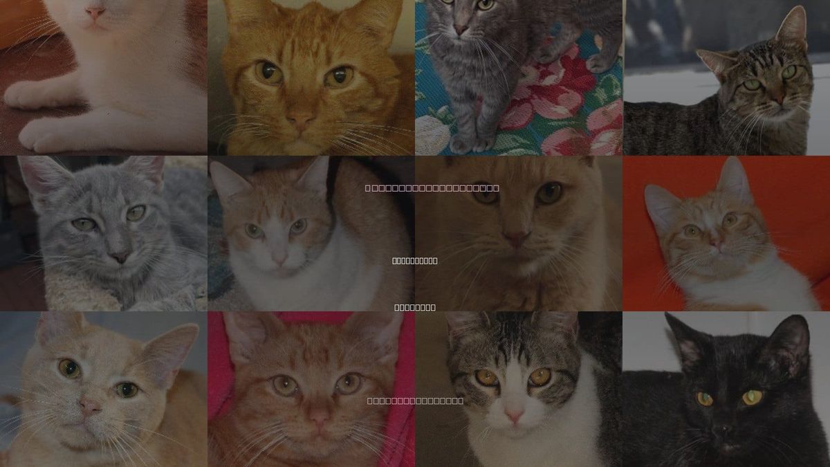 Cats for Adoption in St. Joseph, Missouri