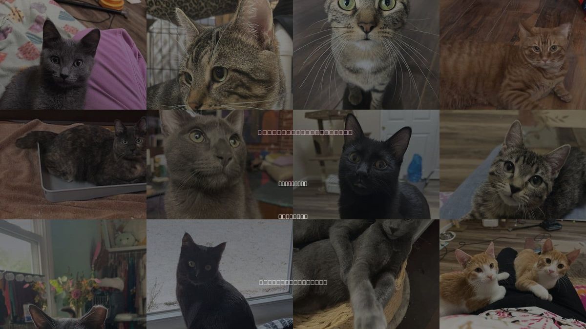 Cats for Adoption in St. Louis, Missouri