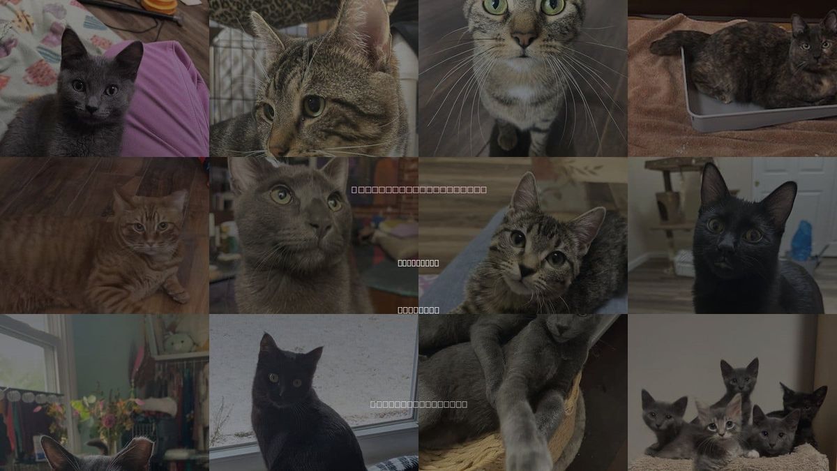 Cats for Adoption in St. Louis, Missouri