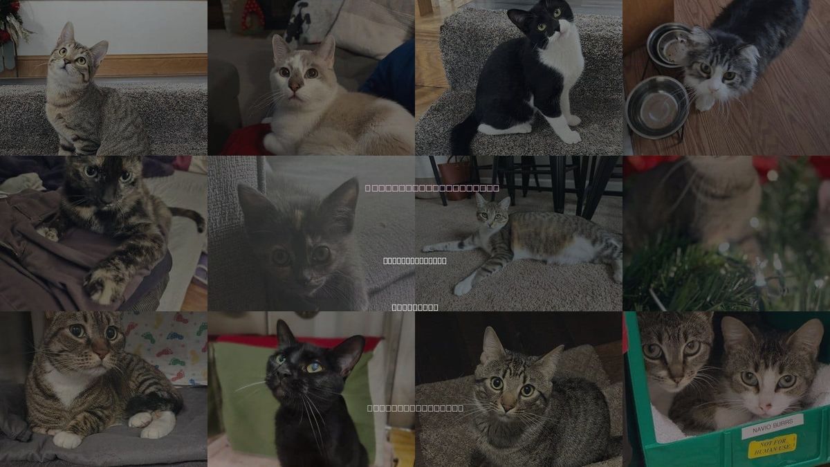 Cats for Adoption in St. Louis Park, Minnesota