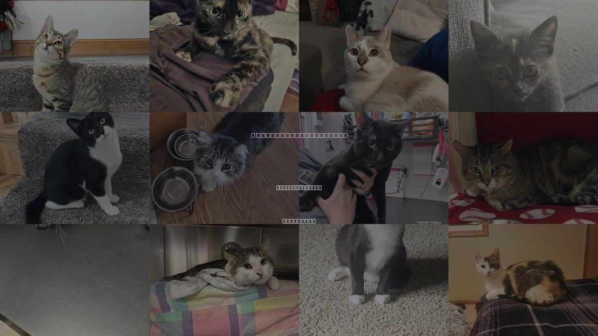 Cats for Adoption in St. Louis Park, Minnesota