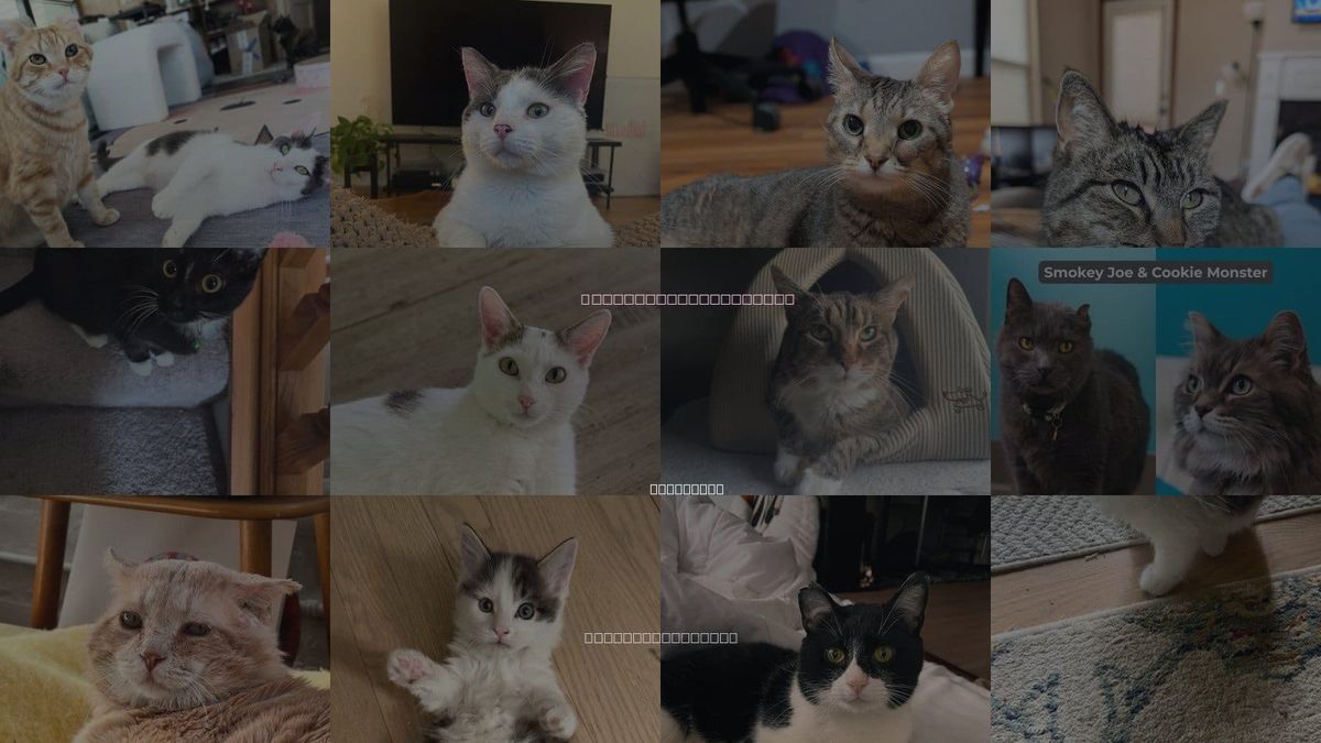 Cats for Adoption in St. Paul, Minnesota