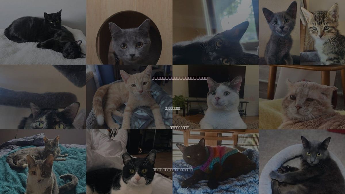 Cats for Adoption in St. Paul, Minnesota