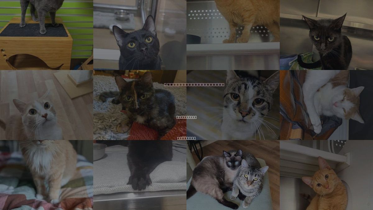Cats for Adoption in St. Peters, Missouri