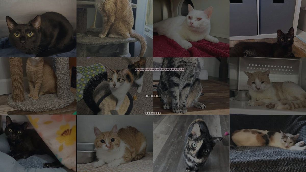 Cats for Adoption in St. Peters, Missouri
