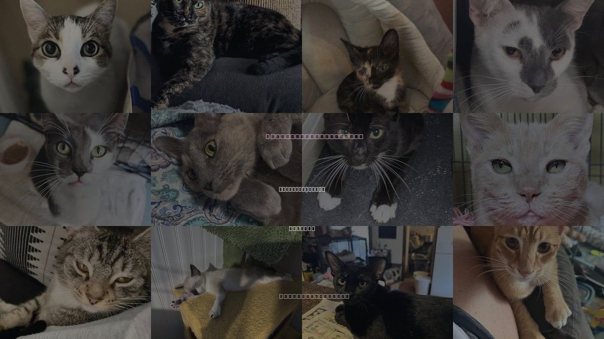 Cats for Adoption in St. Petersburg, Florida