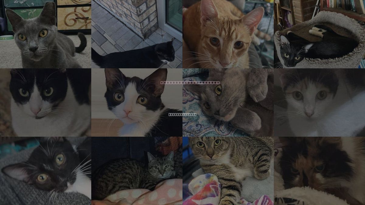 Cats for Adoption in St. Petersburg, Florida