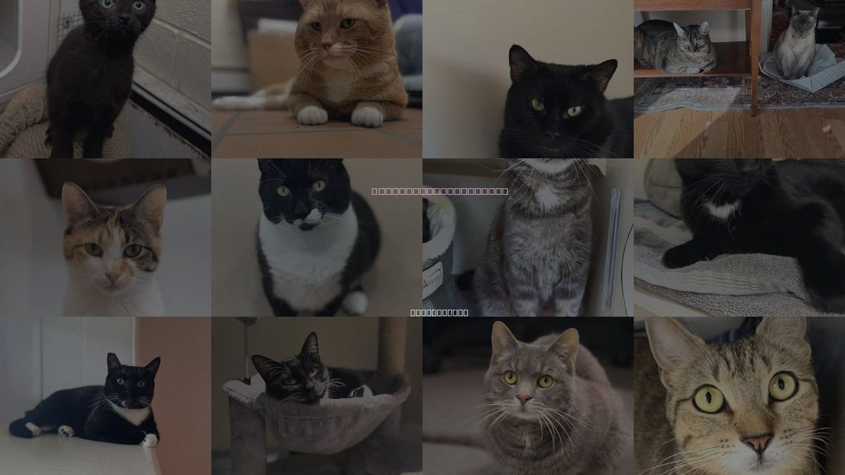 Cats for Adoption in Stamford, Connecticut