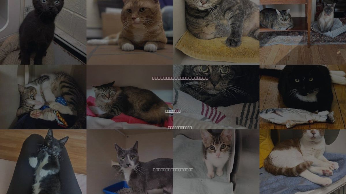 Cats for Adoption in Stamford, Connecticut