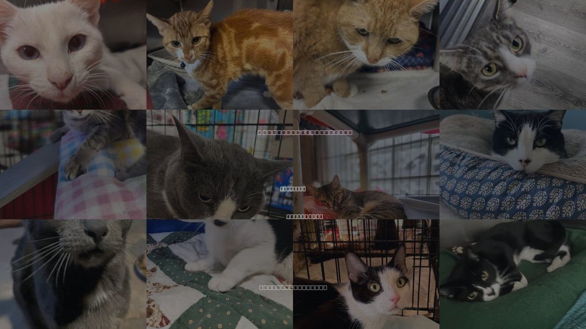 Cats for Adoption in Stanhope, New Jersey