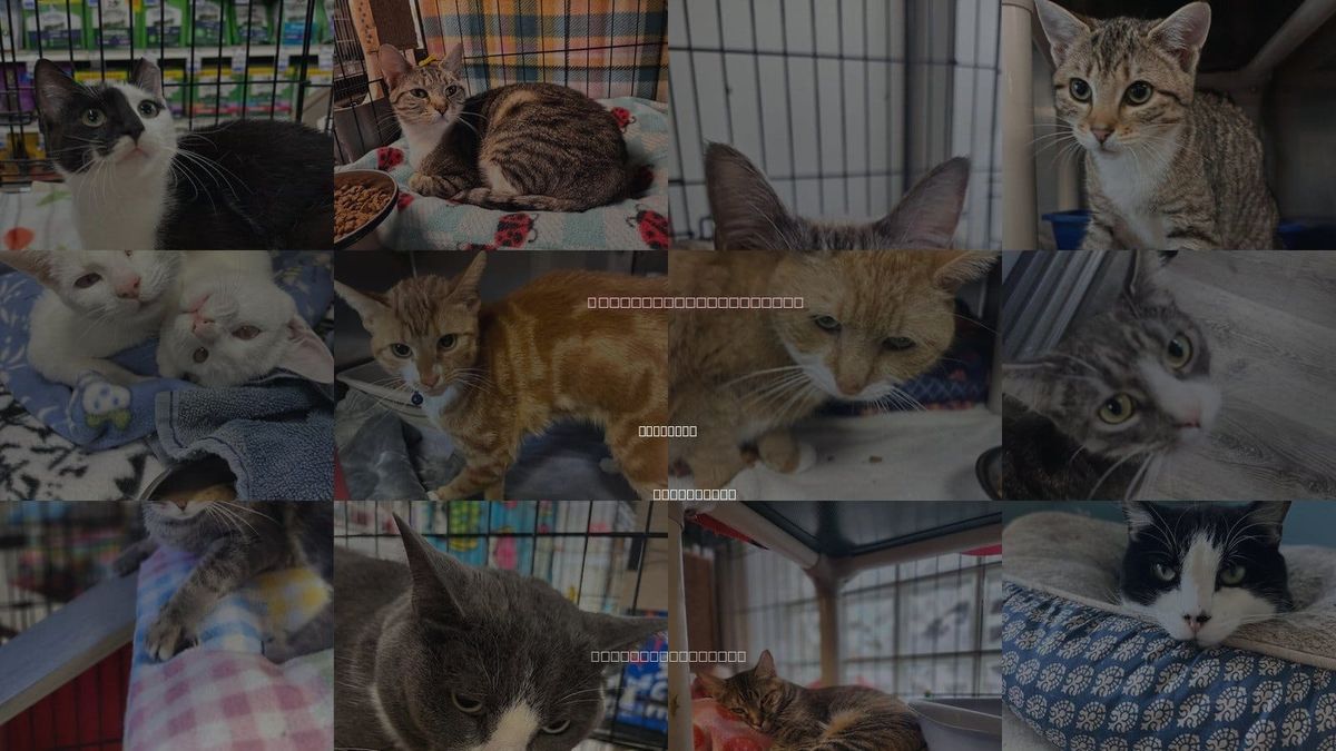 Cats for Adoption in Stanhope, New Jersey