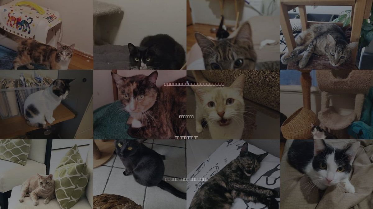 Cats for Adoption in Stanton, California