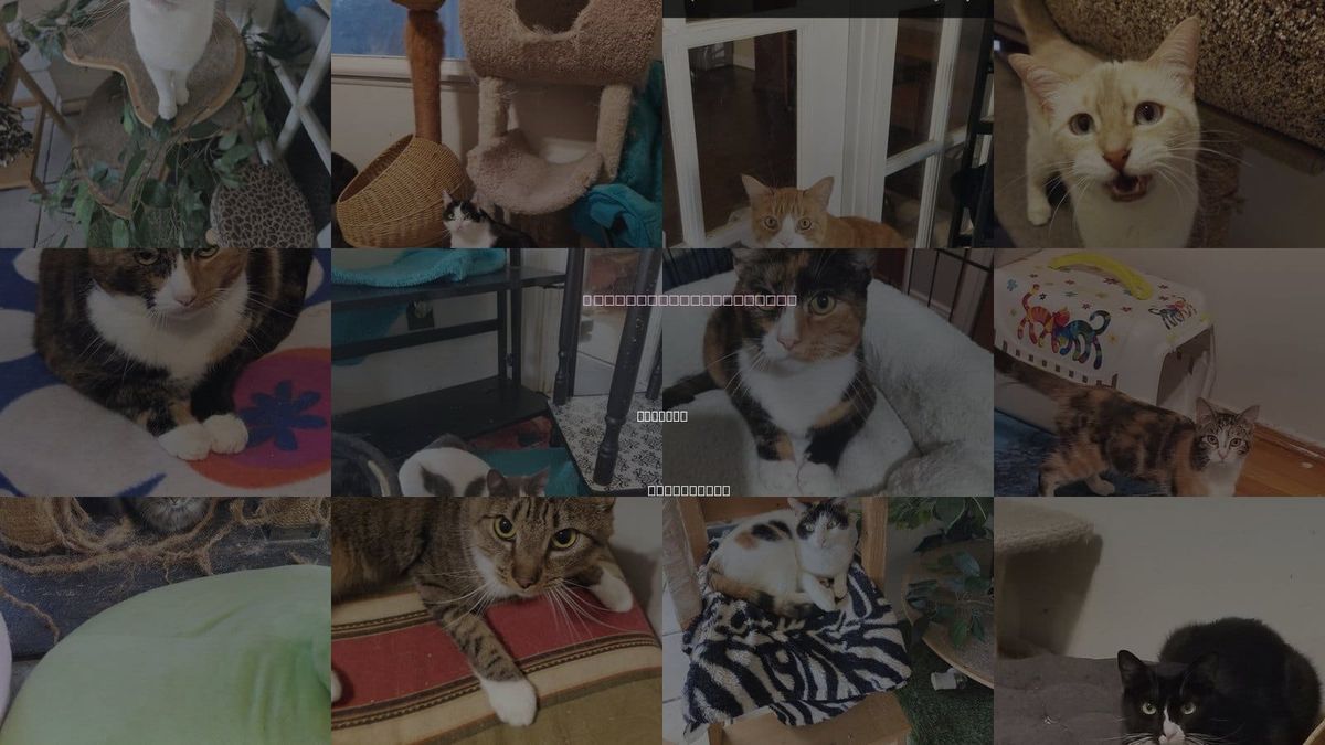 Cats for Adoption in Stanton, California