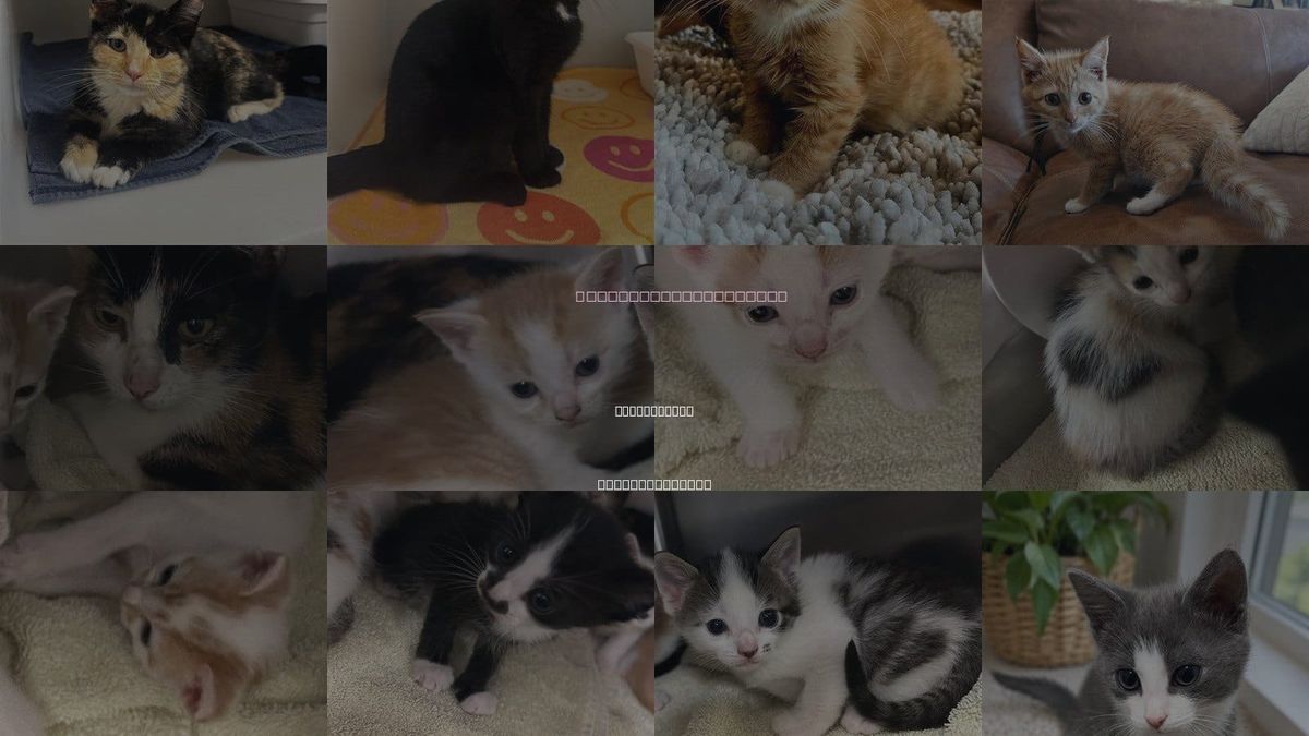 Cats for Adoption in Statesville, North Carolina