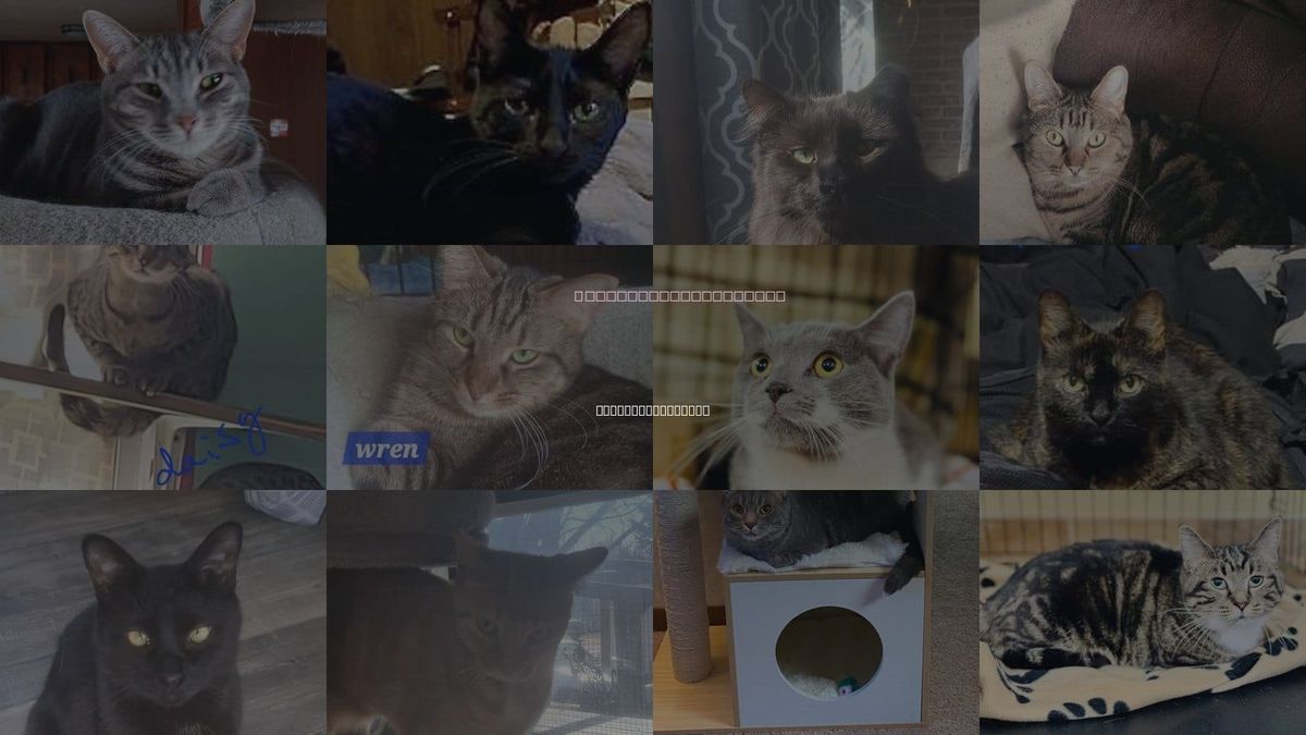 Cats for Adoption in Sterling Heights, Michigan