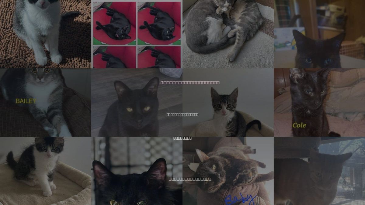 Cats for Adoption in Sterling Heights, Michigan