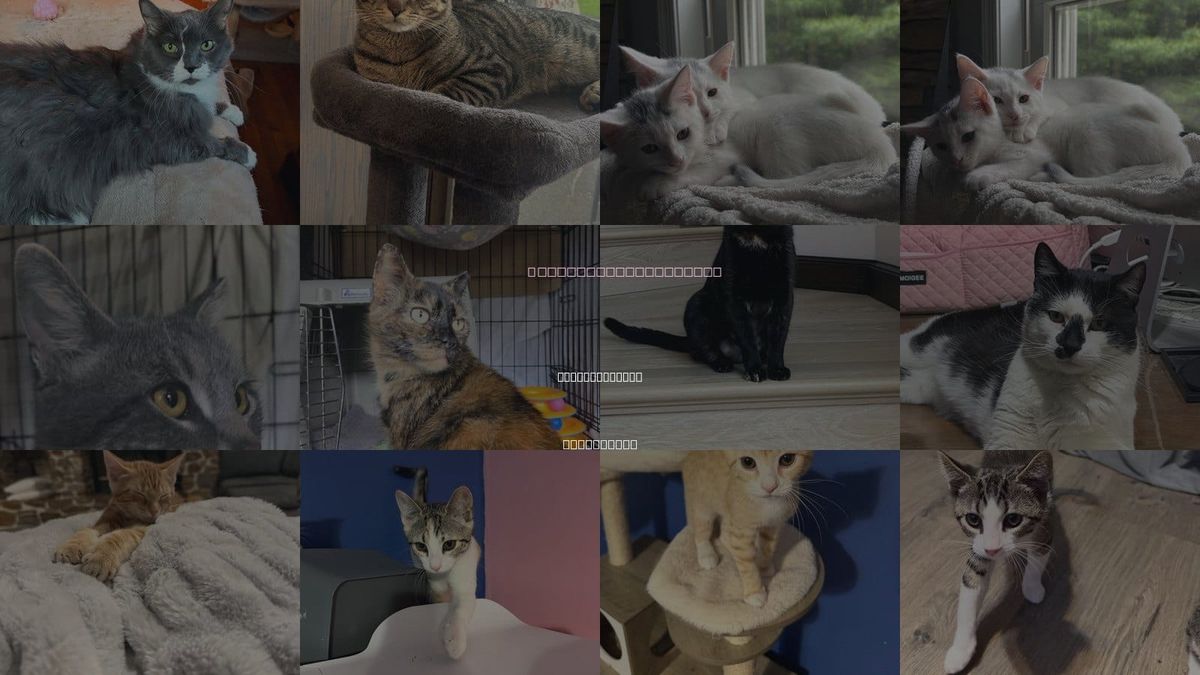 Cats for Adoption in Stewartsville, New Jersey