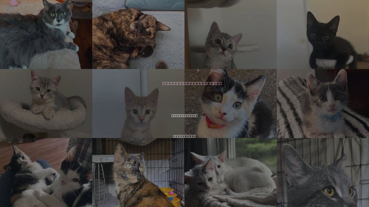 Cats for Adoption in Stewartsville, New Jersey