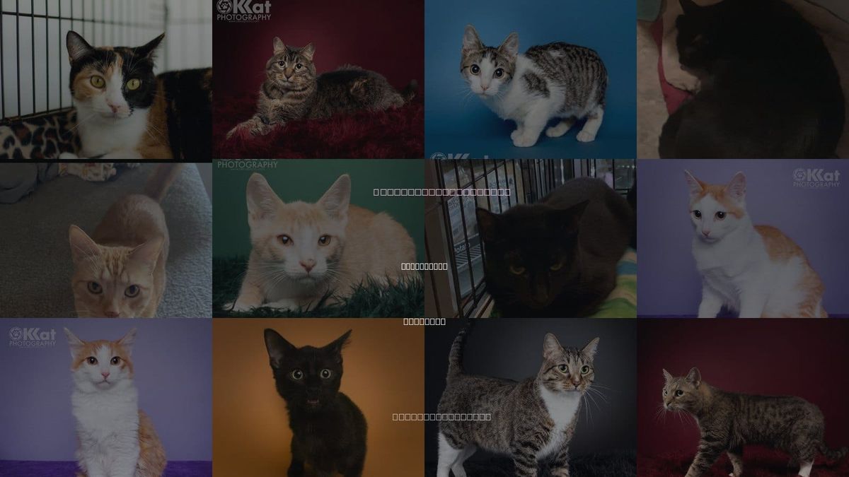 Cats for Adoption in Stillwater, Oklahoma