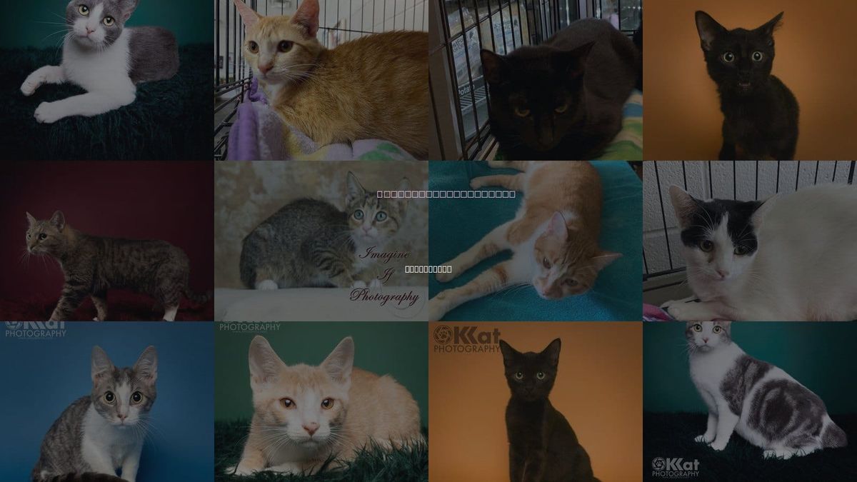 Cats for Adoption in Stillwater, Oklahoma