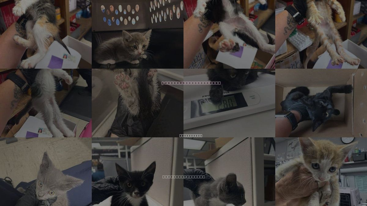 Cats for Adoption in Stockton, California