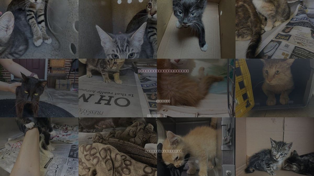 Cats for Adoption in Stockton, California