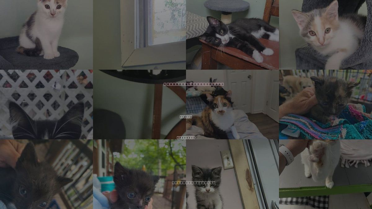 Cats for Adoption in Stover, Missouri