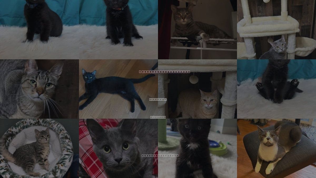 Cats for Adoption in Streamwood, Illinois