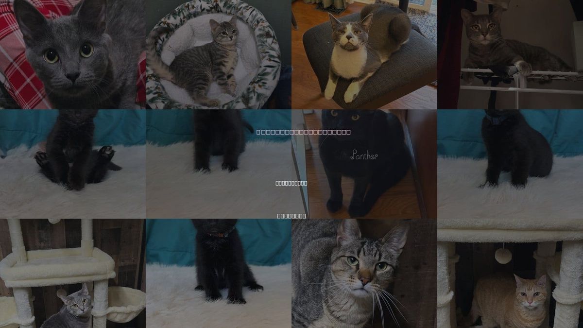 Cats for Adoption in Streamwood, Illinois