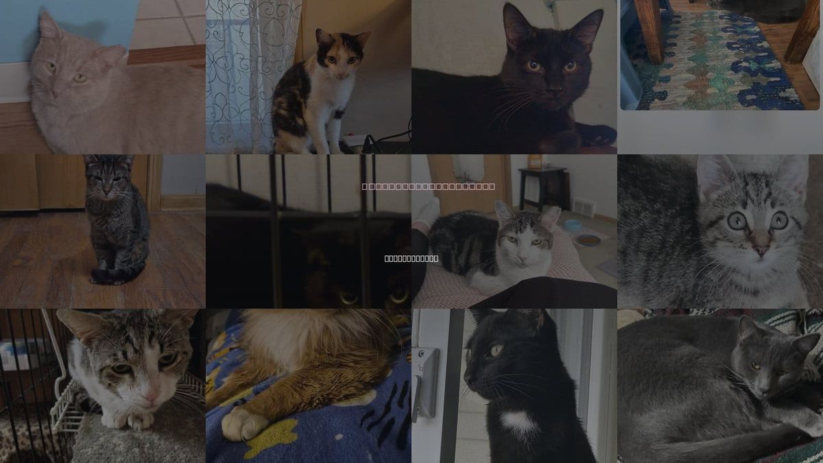 Cats for Adoption in Strongsville, Ohio