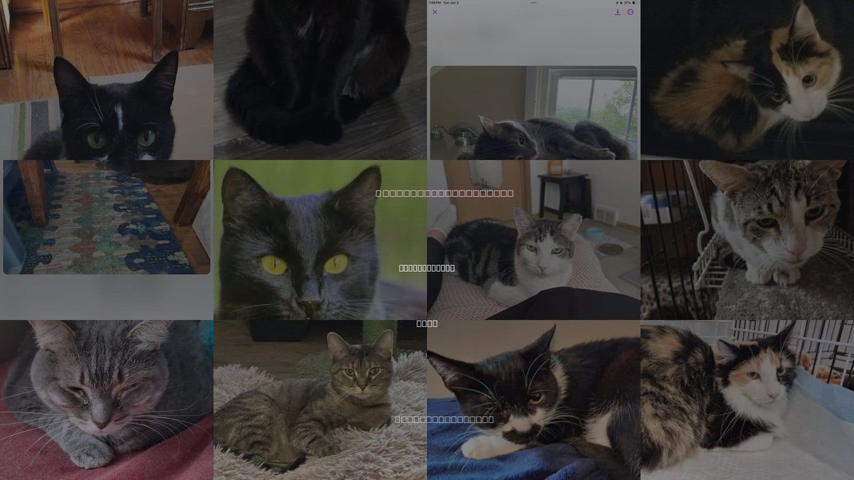 Cats for Adoption in Strongsville, Ohio