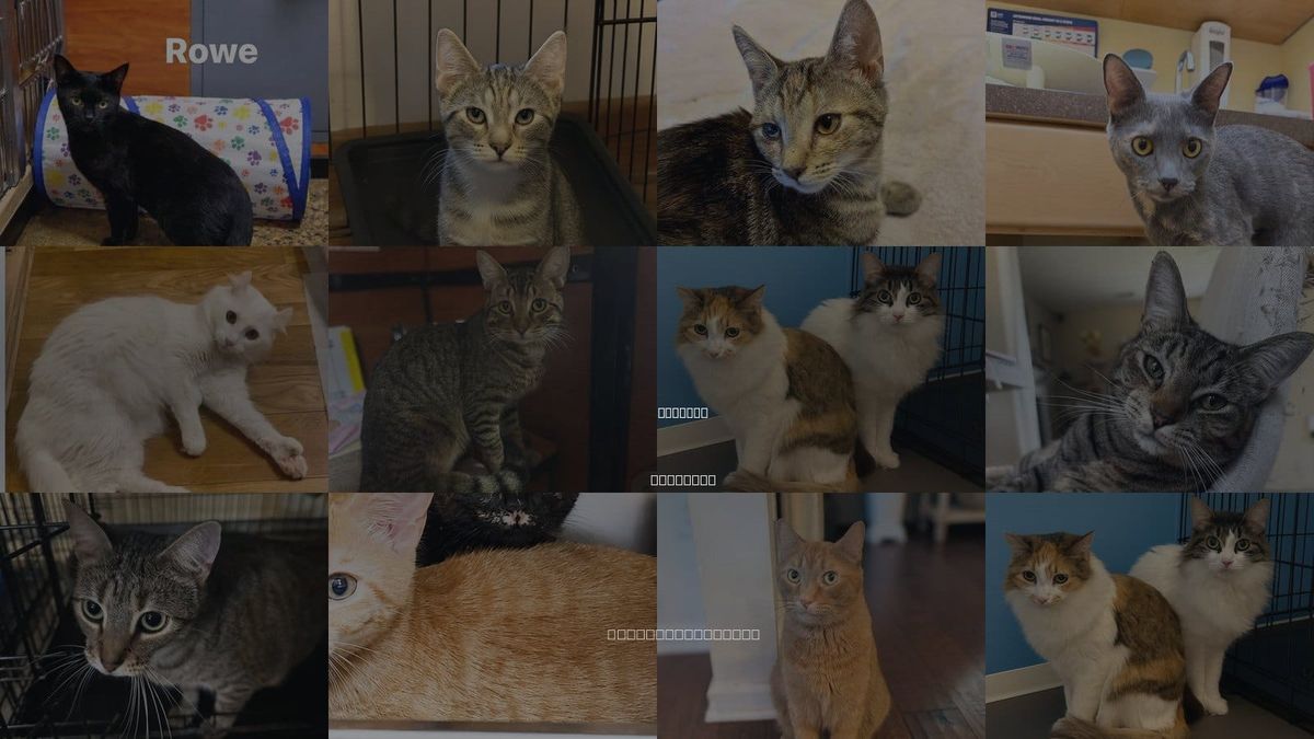 Cats for Adoption in Suffolk, Virginia