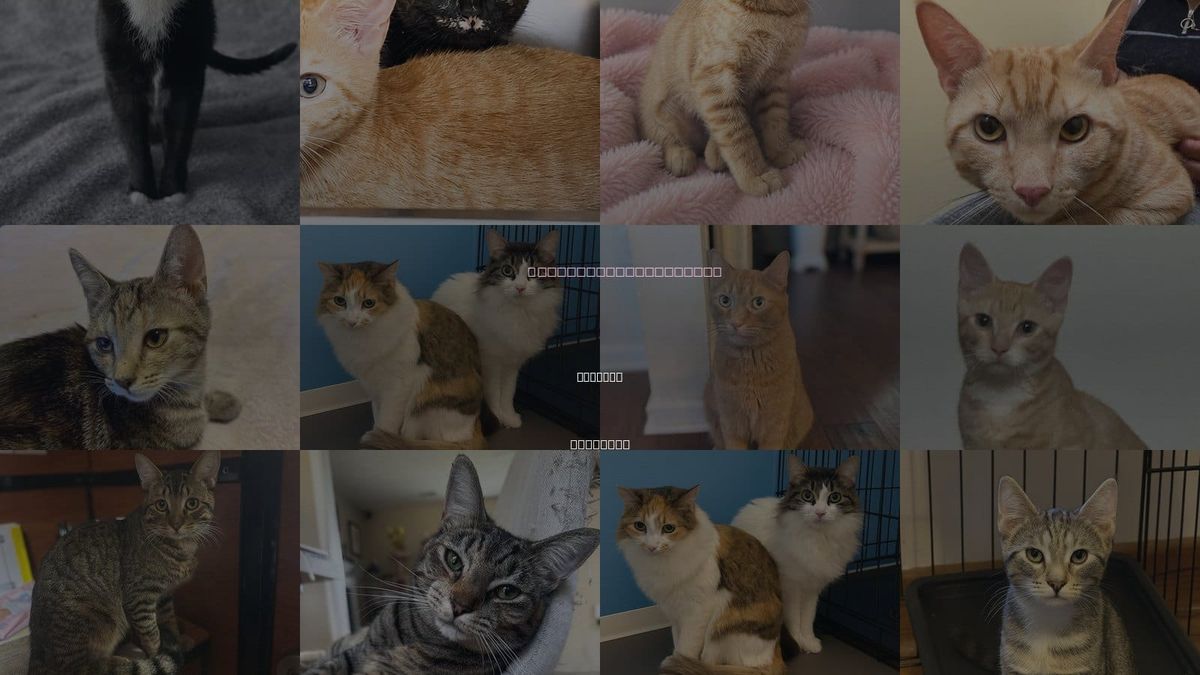 Cats for Adoption in Suffolk, Virginia