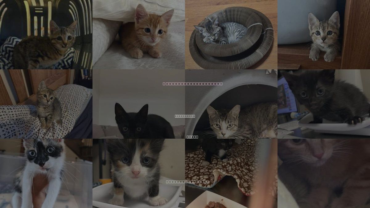 Cats for Adoption in Sugar Land, Texas