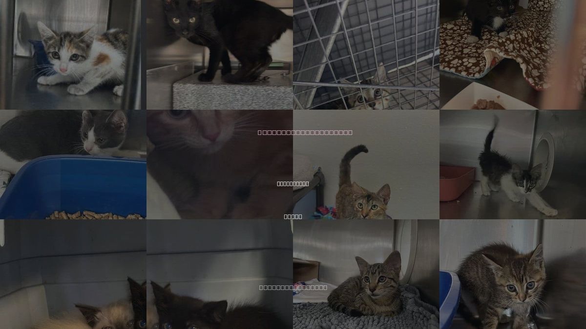 Cats for Adoption in Sugar Land, Texas
