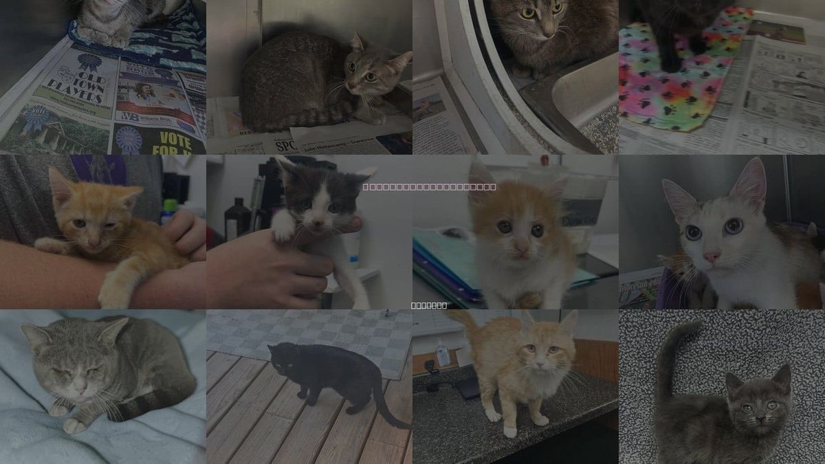 Cats for Adoption in Sullivan, Indiana